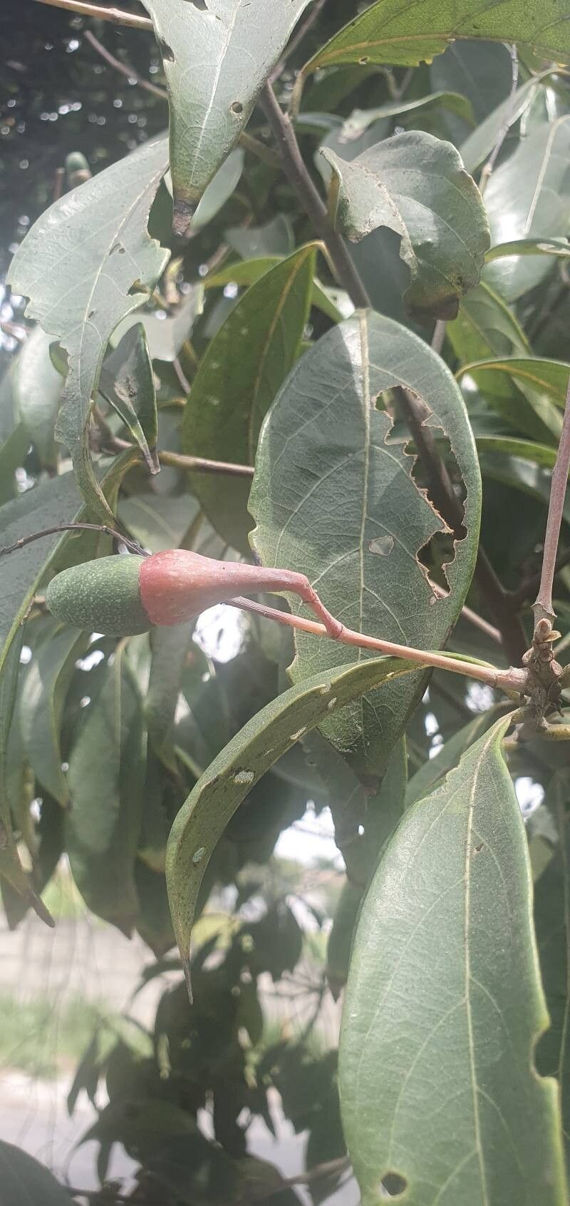 Aniba puchury-minor fruit