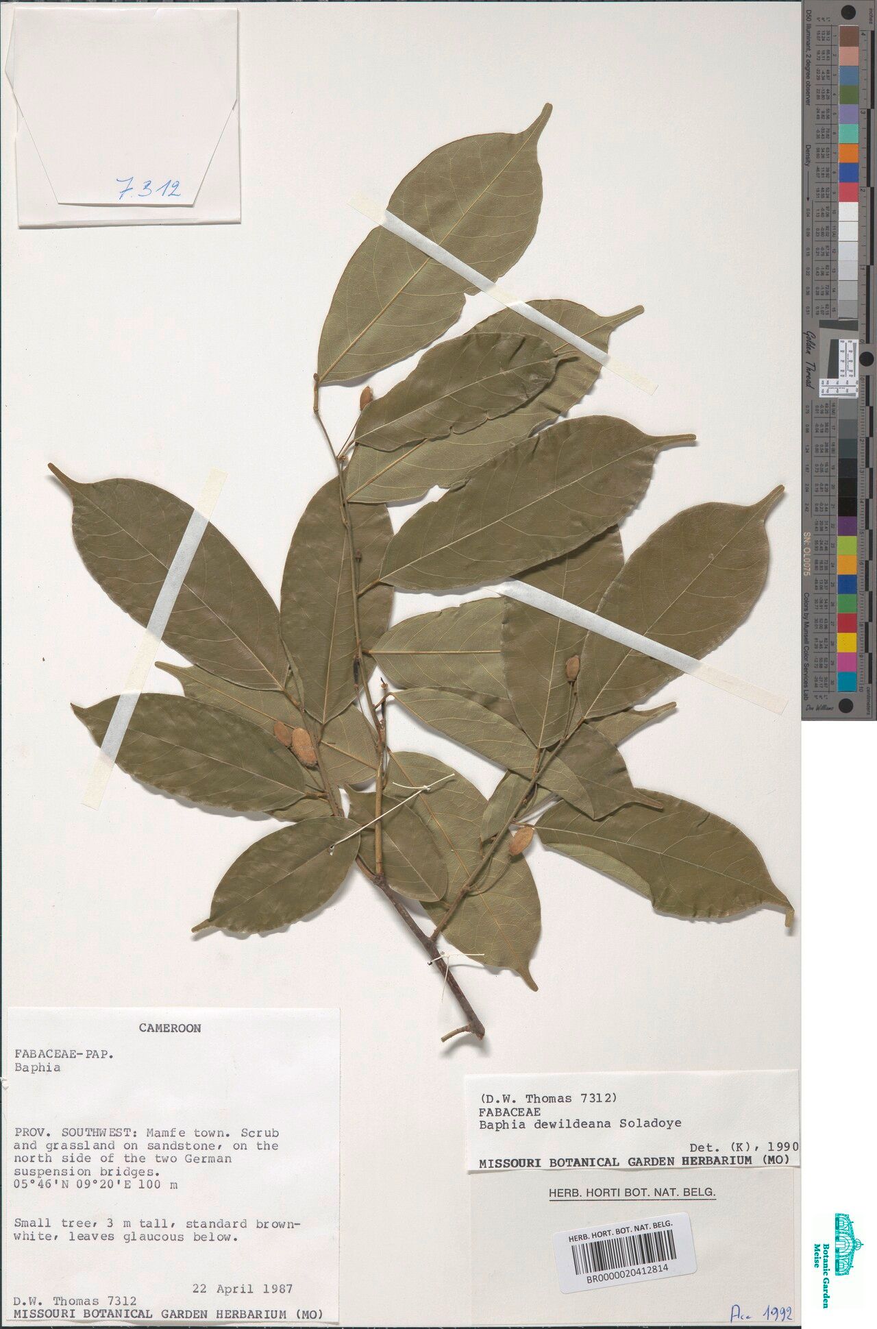 Baphia dewildeana — houseplant care guide