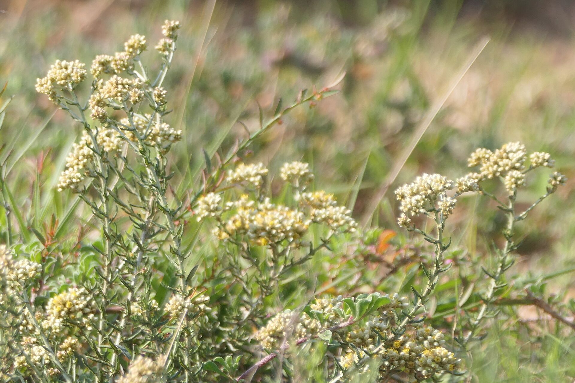 Helichrysum rosum flower