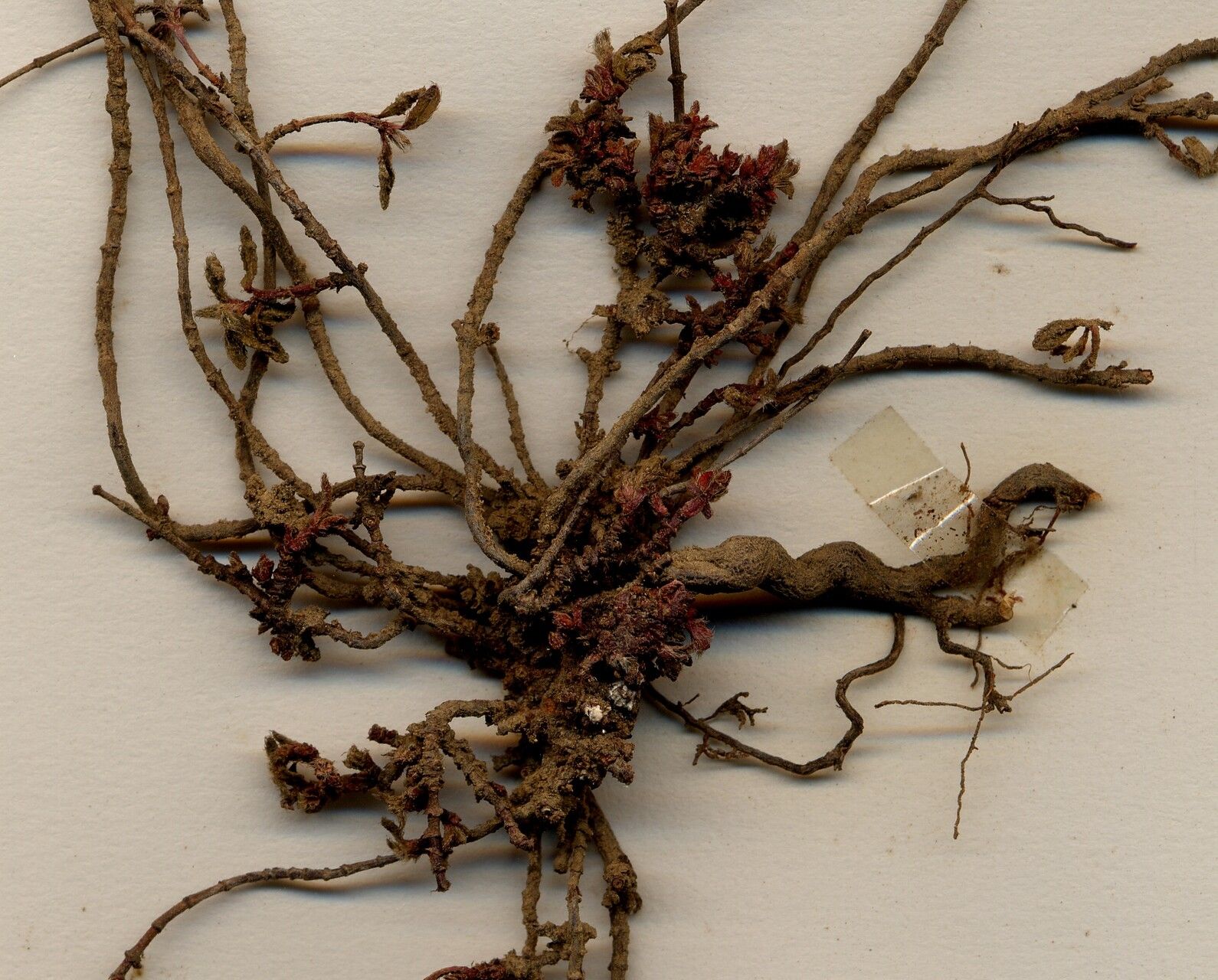 Thymus linearis leaf