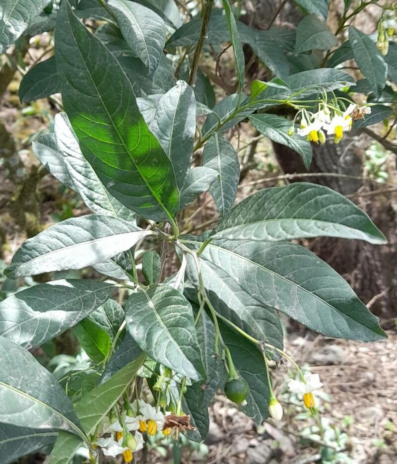 Solanum aligerum — houseplant care guide