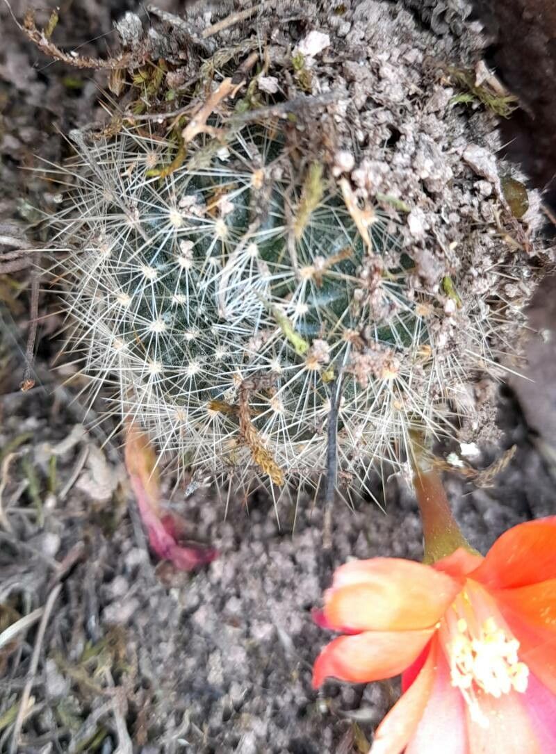 Aylostera fiebrigii habit