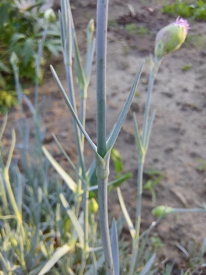 Dianthus plumarius bark