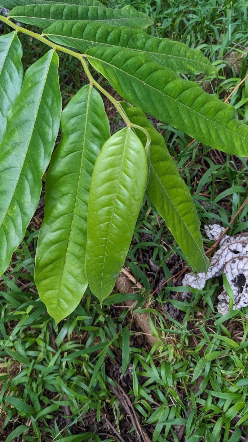 Guatteria costaricensis — houseplant care guide