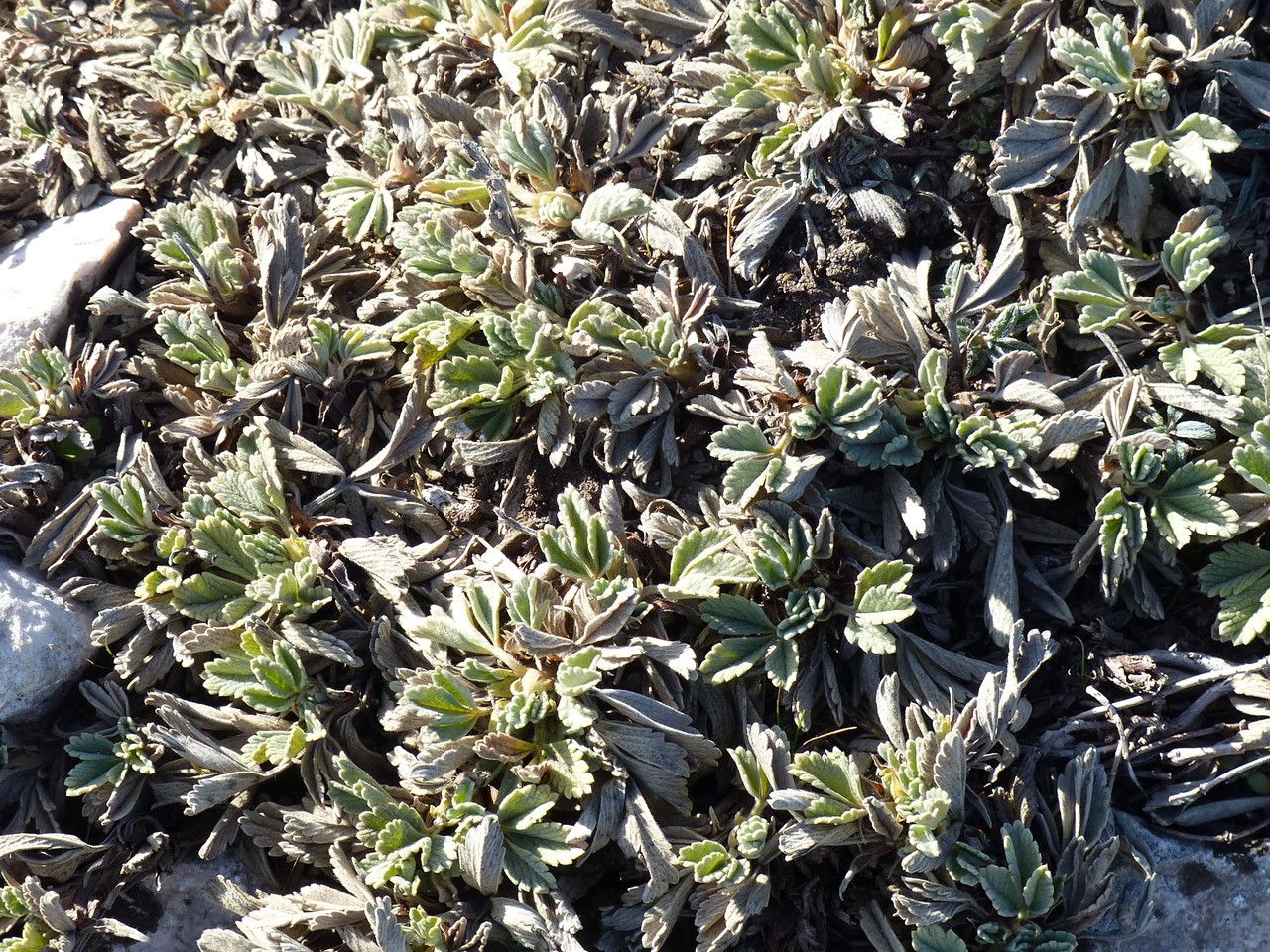 Potentilla verna habit