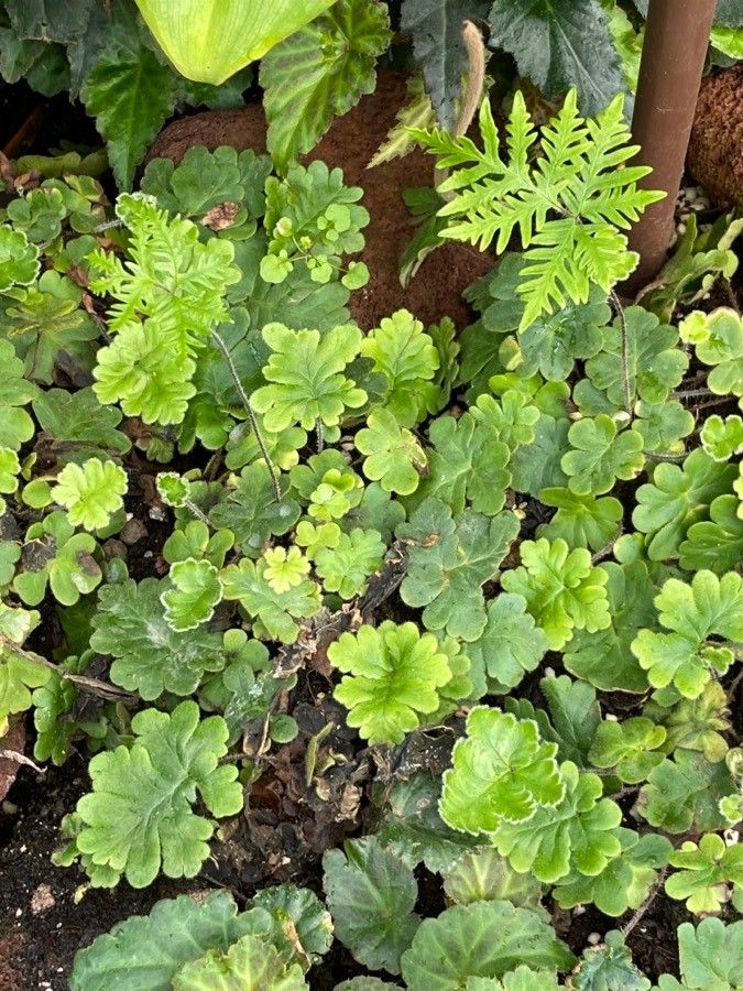 Hemionitis goabica — search result for 'Hemionitis'