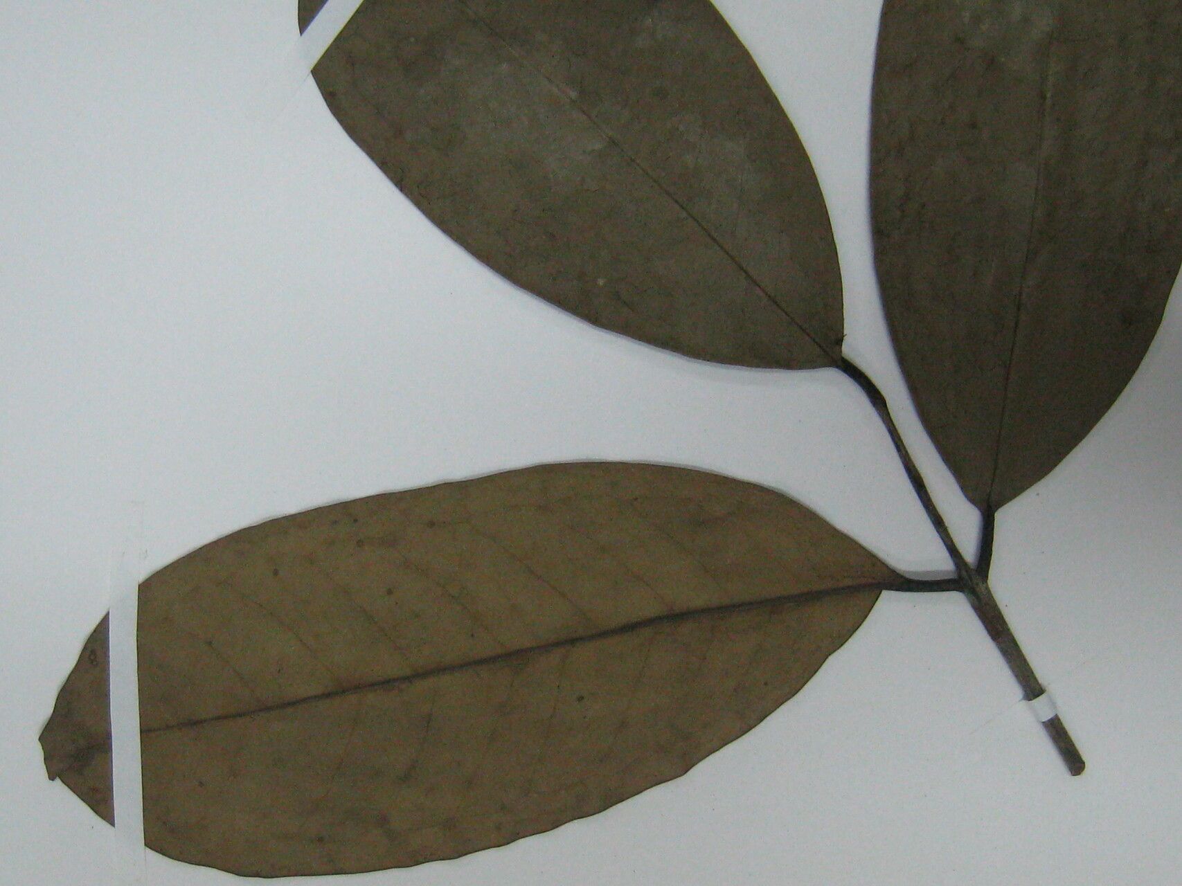 Eugenia cucullata other