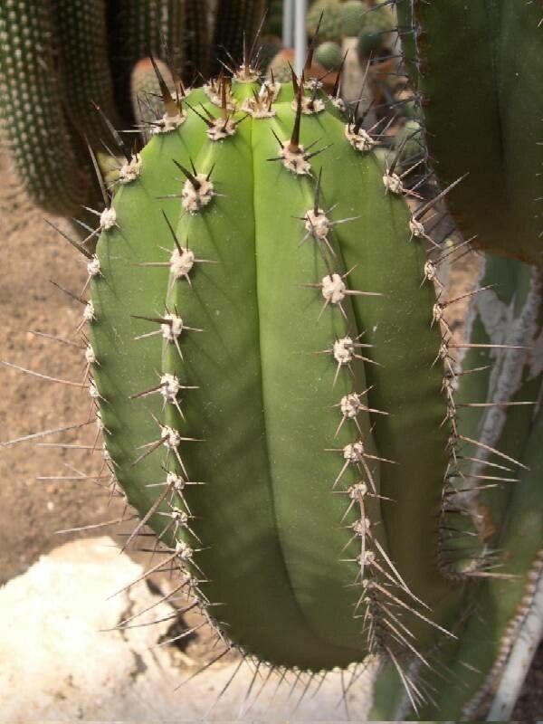 Myrtillocactus eichlamii — related species from the same genus
