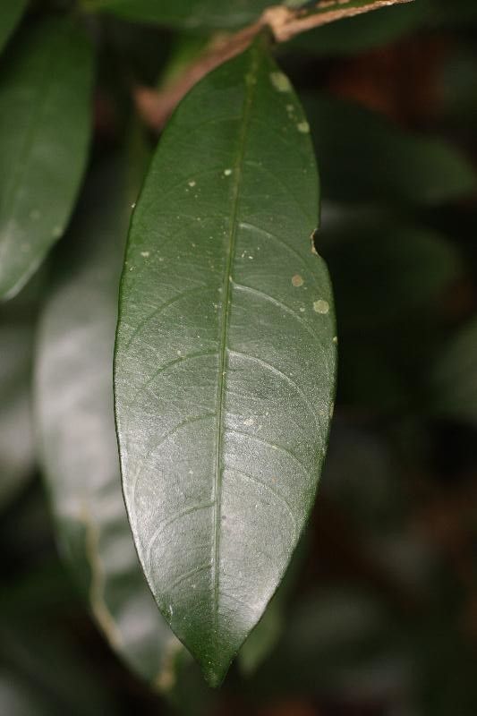 Tabernaemontana disticha — search result for 'Tabernaemontana'