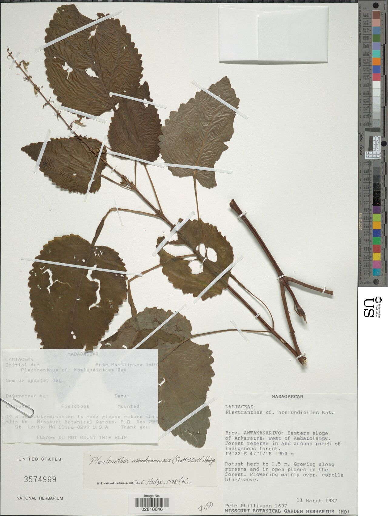 Plectranthus membranaceus — search result for 'Plectranthus'