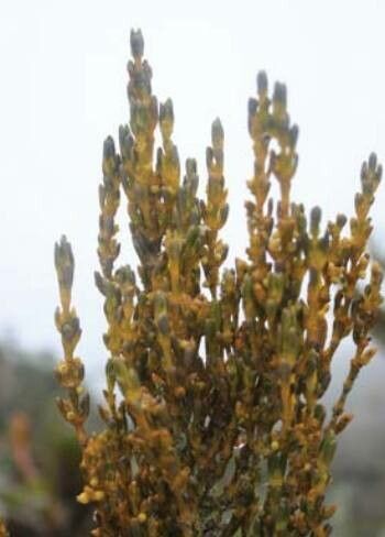 Cordylanthus palmatus — related species from the same genus