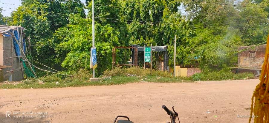 Cassia sieberiana — search result for 'Senegal'