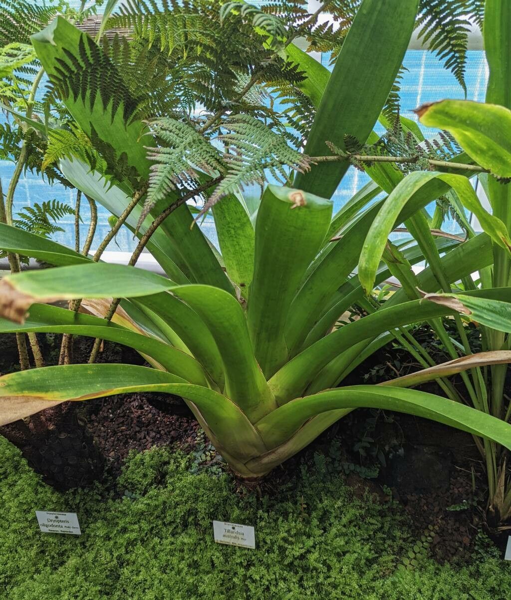 Tillandsia australis habit