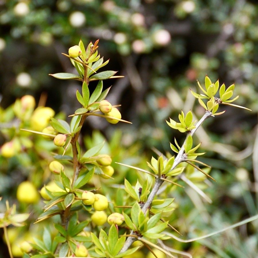 Berberis candidula fruit