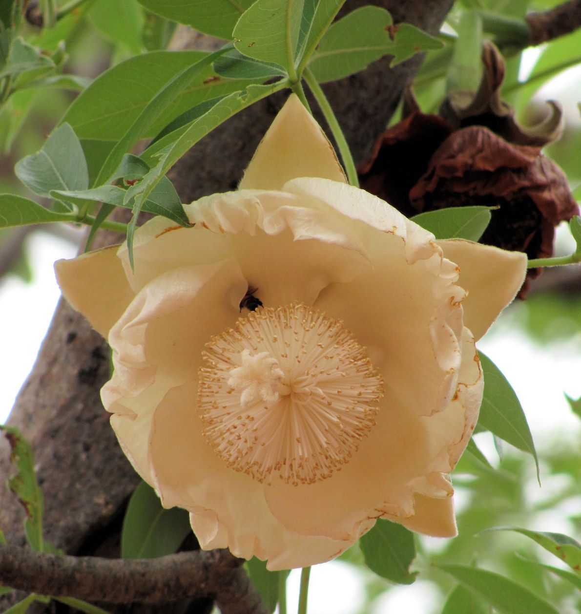 Adansonia digitata flower