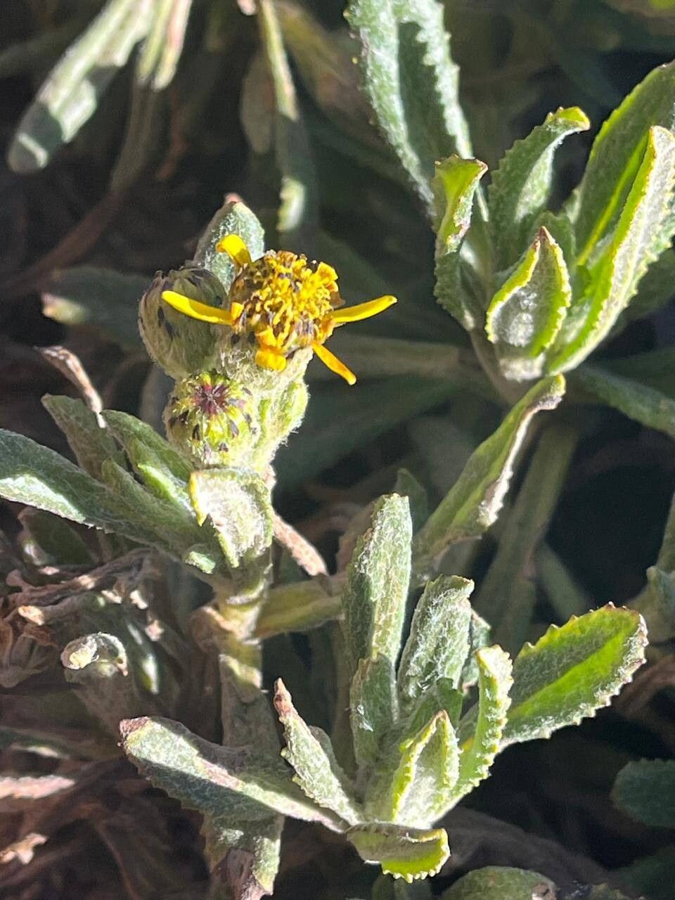 Senecio keniophytum — houseplant care guide