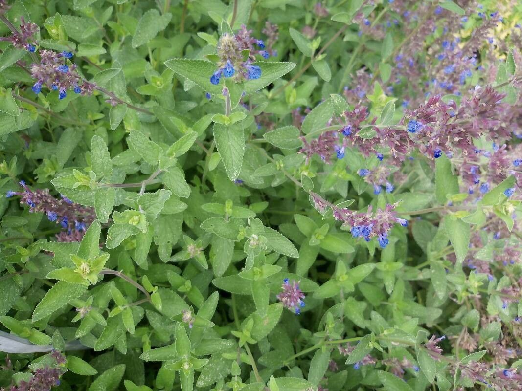 Nepeta wilsonii — search result for 'Nepeta'