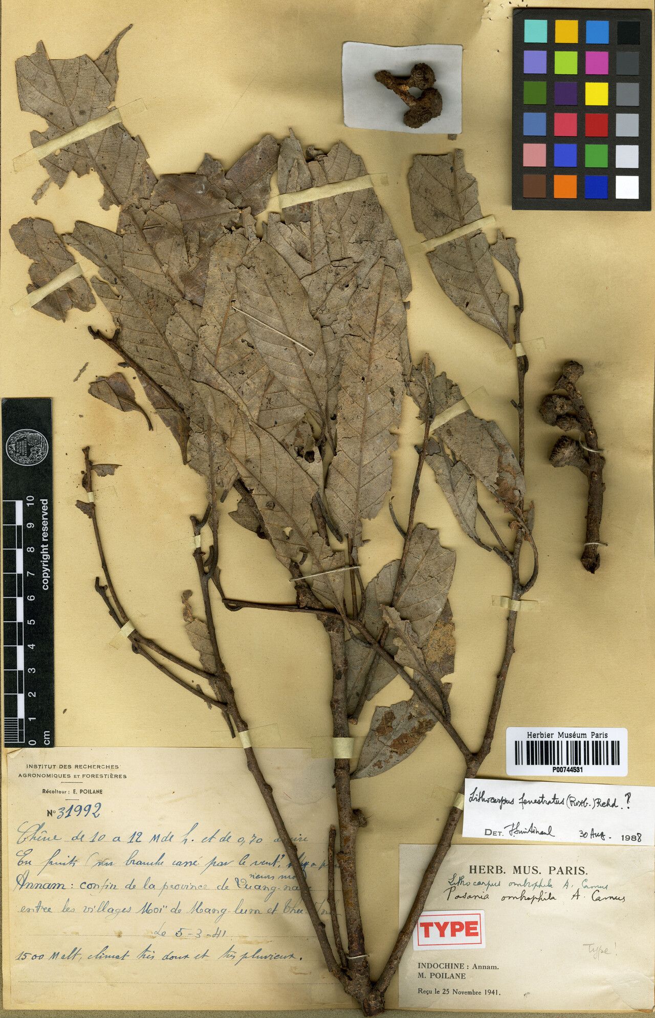 Lithocarpus ombrophilus — houseplant care guide