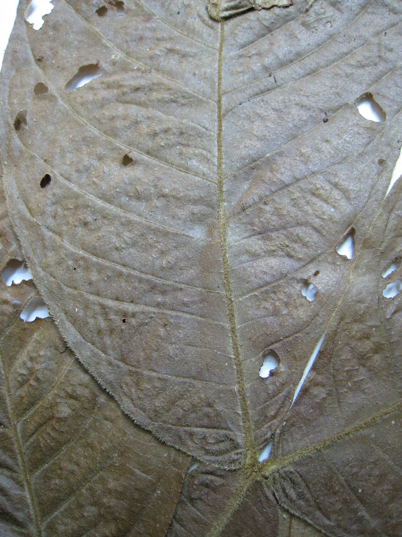 Inga fastuosa — houseplant care guide