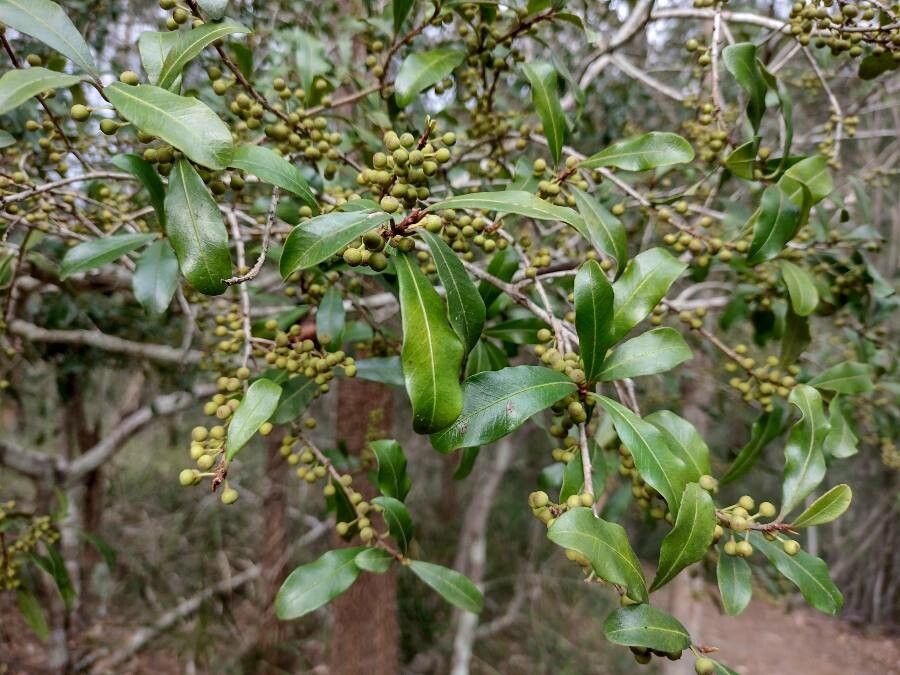 Myrsine howittiana habit