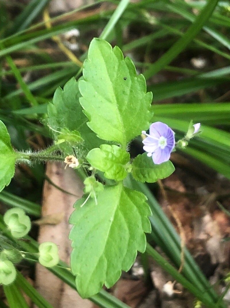 Veronica montana leaf