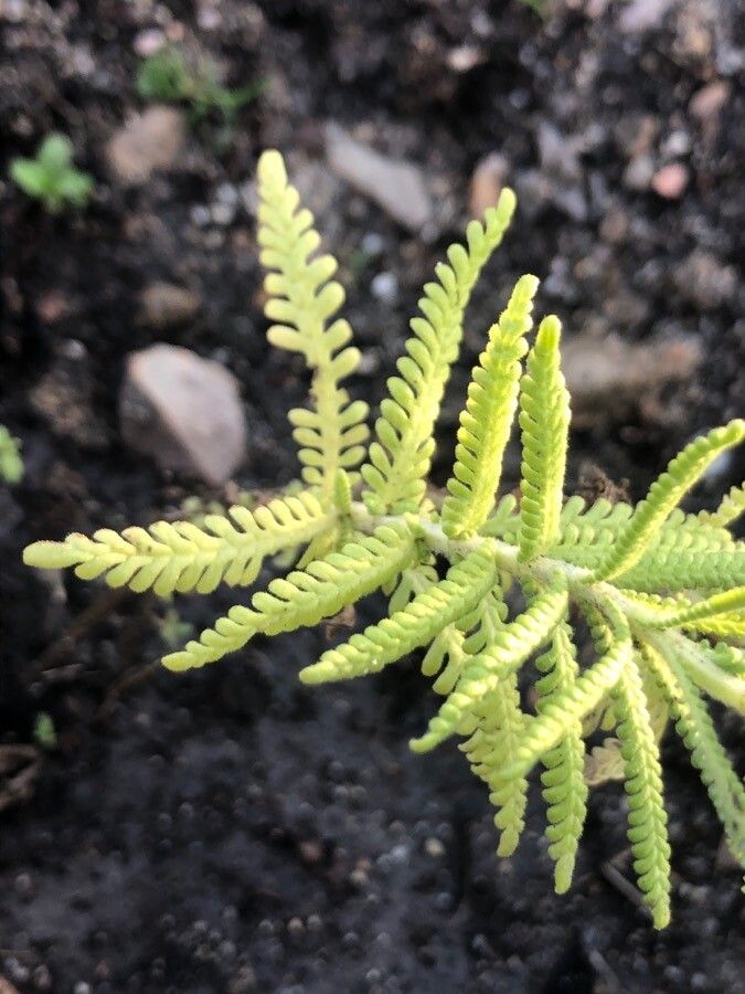 Lavandula minutolii leaf