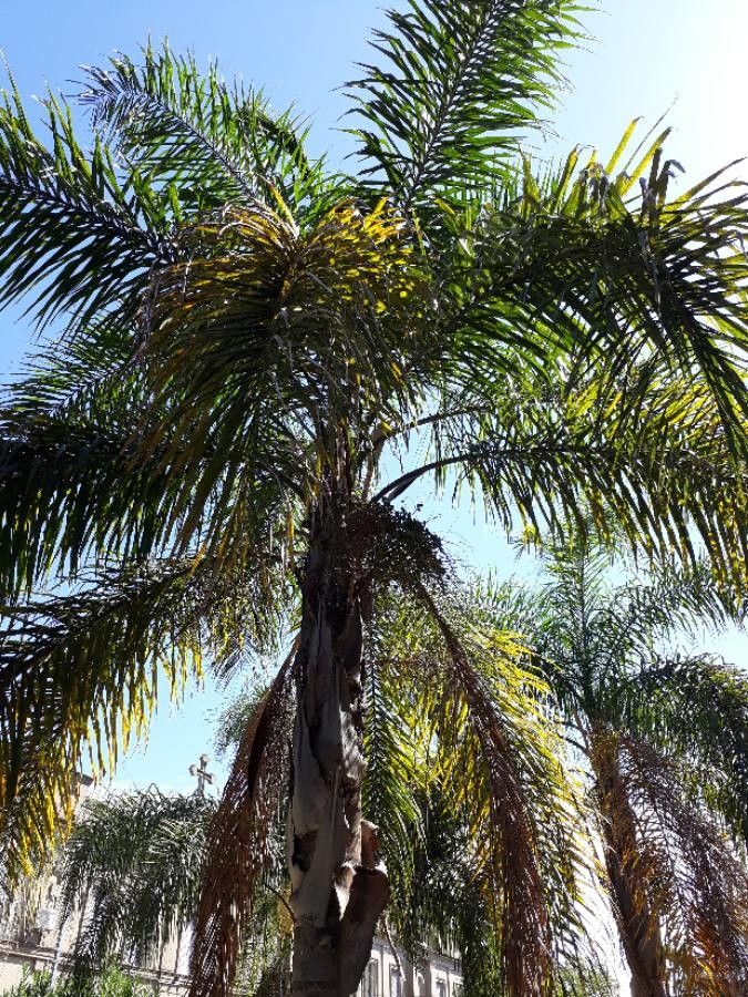 Elaeis guineensis flower