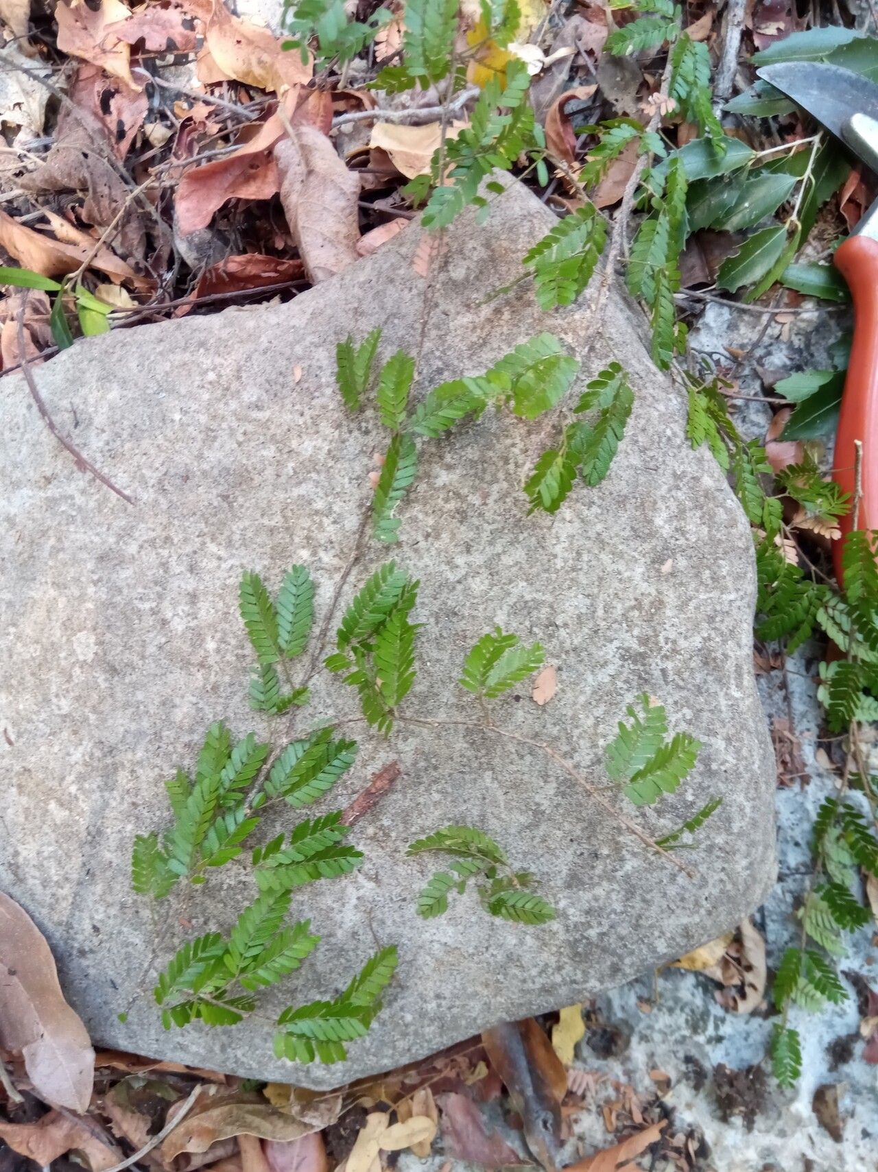 Viguieranthus glaber — related species from the same genus