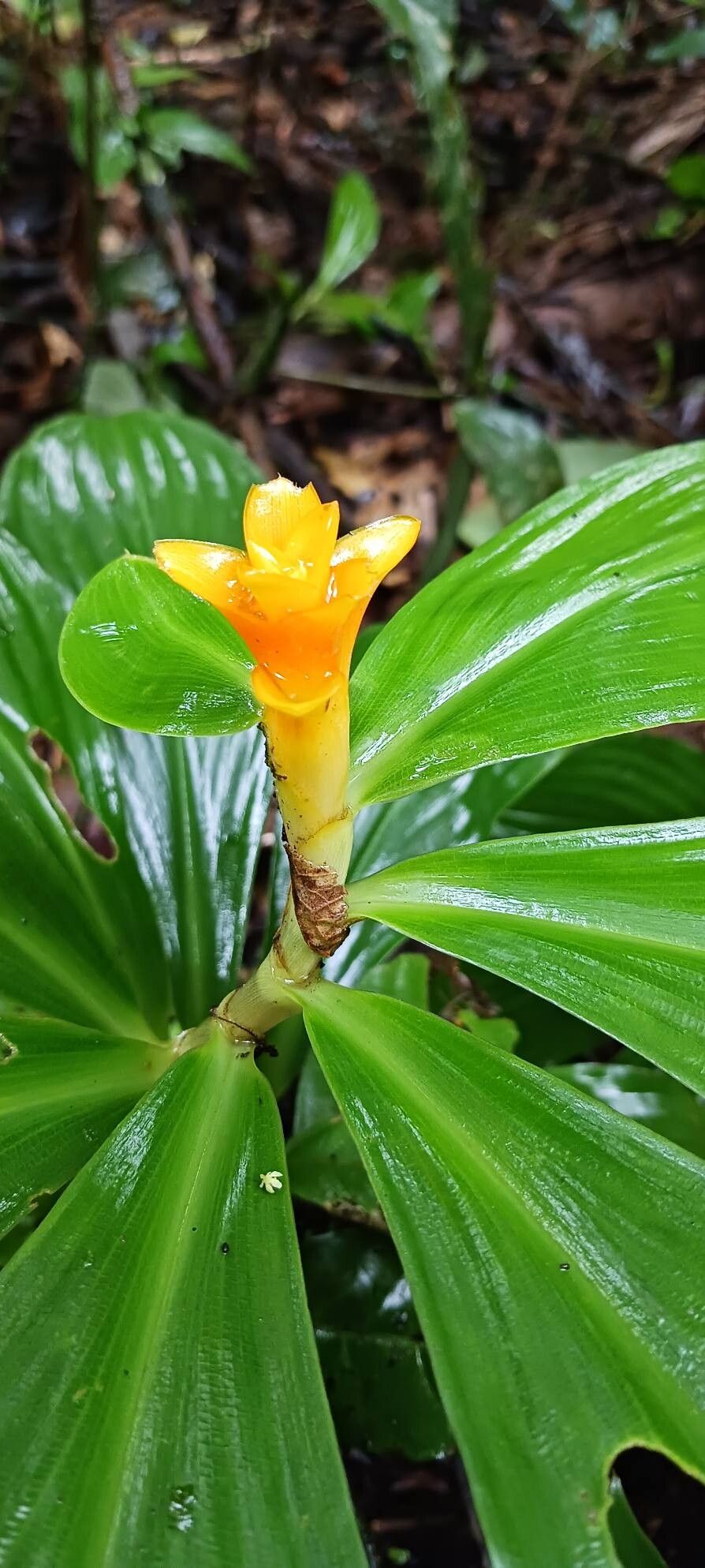 Chamaecostus curcumoides flower