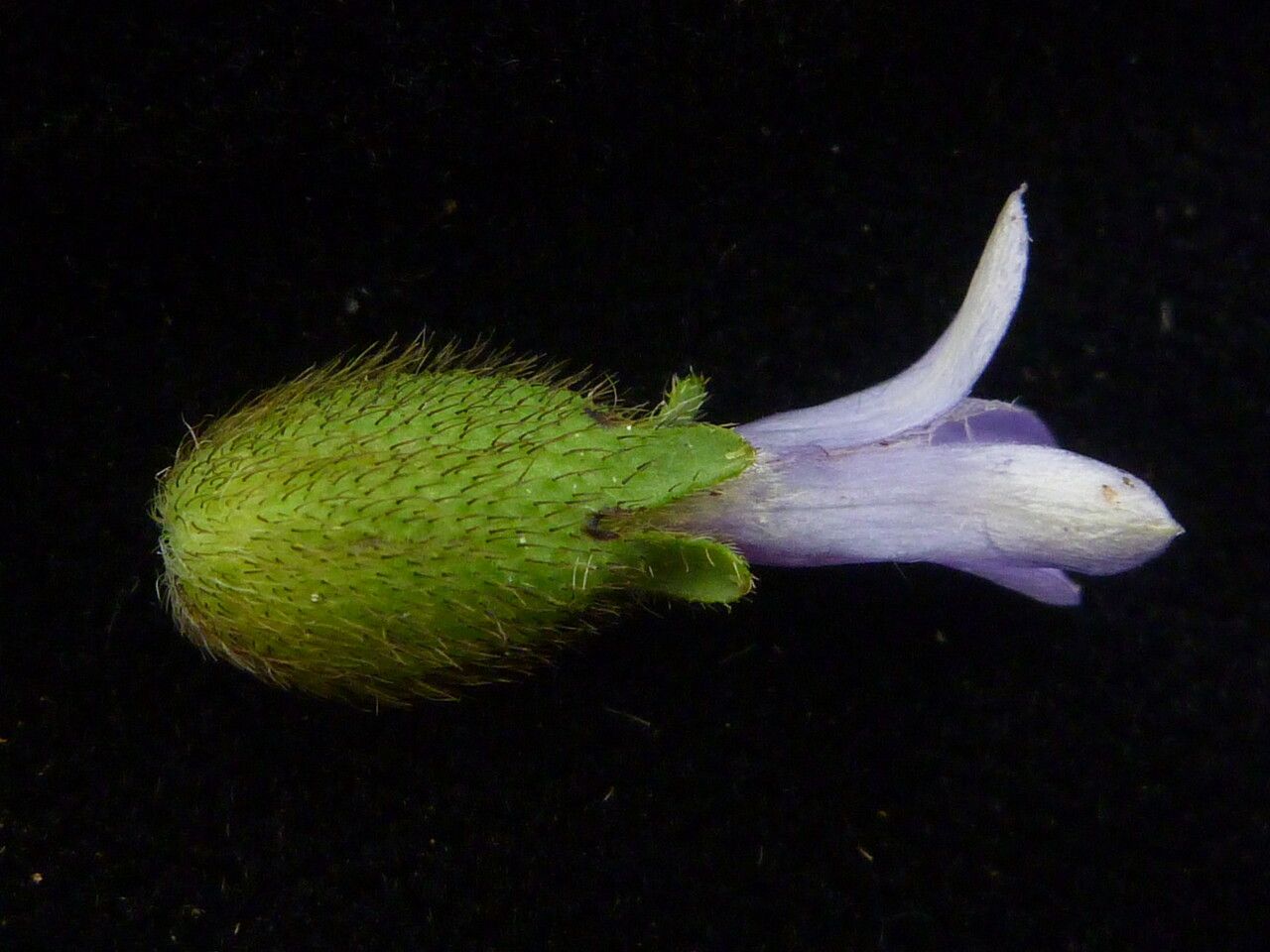 Cyananthus inflatus fruit