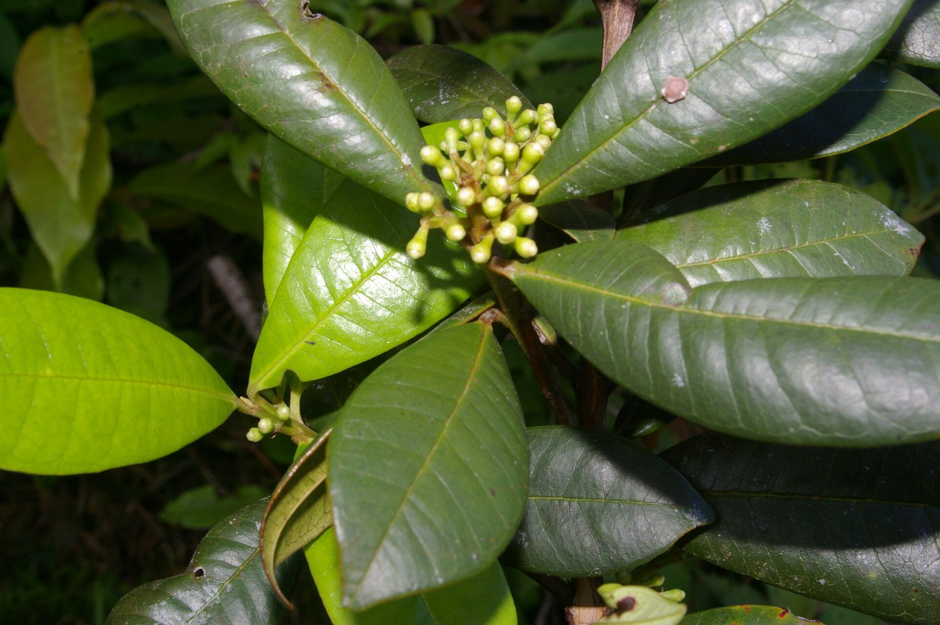 Pimenta guatemalensis fruit