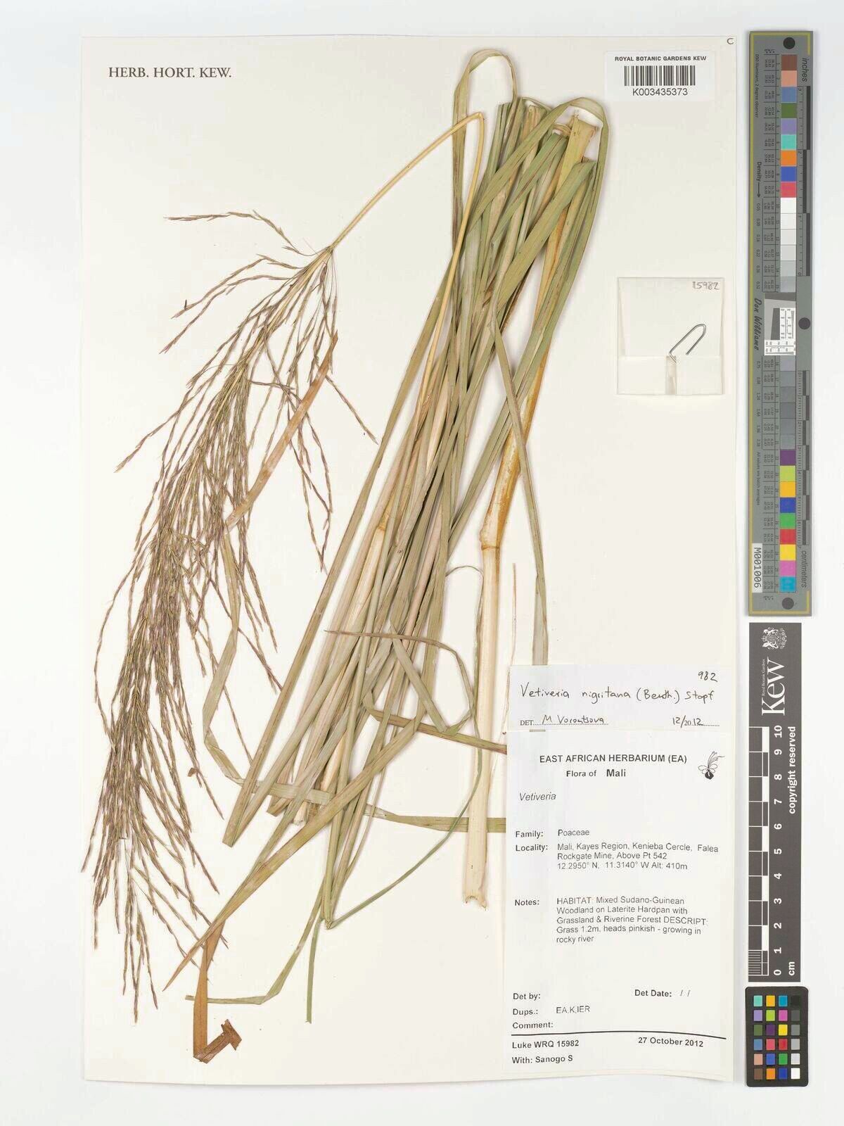 Chrysopogon nigritanus — search result for 'Chrysopogon'