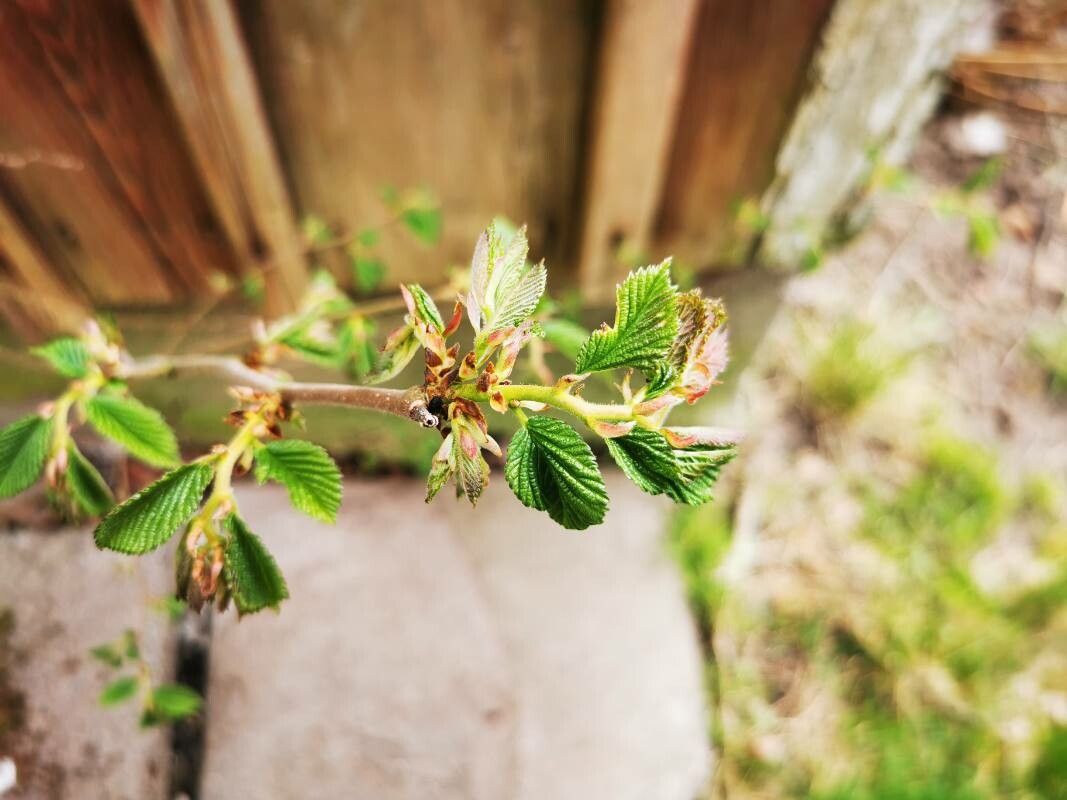 Corylus heterophylla — search result for 'Corylus'