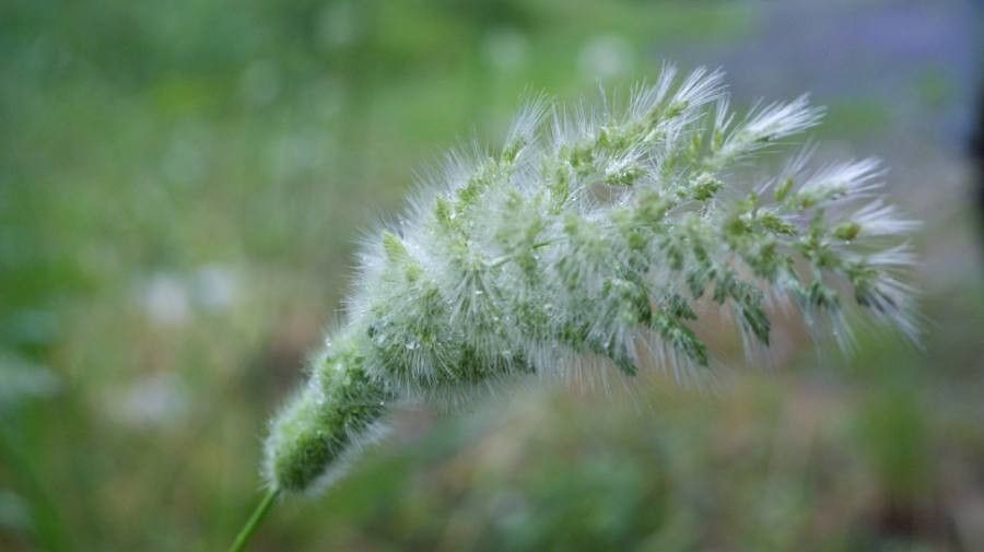 Polypogon monspeliensis flower