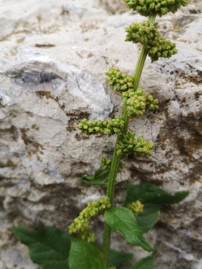 Blitum bonus-henricus flower