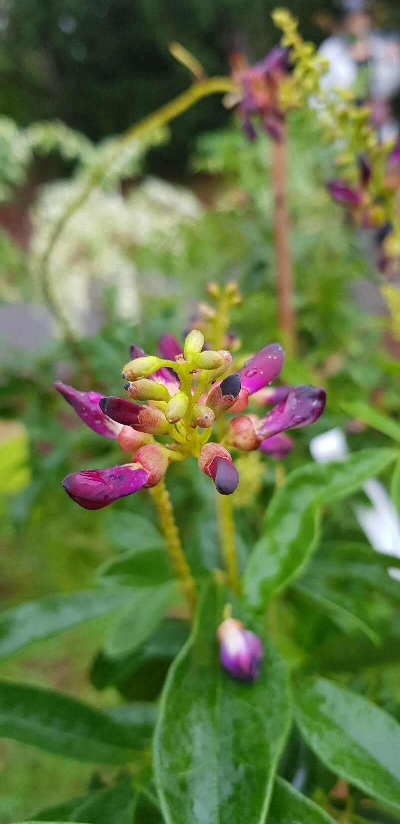 Wisteriopsis japonica flower