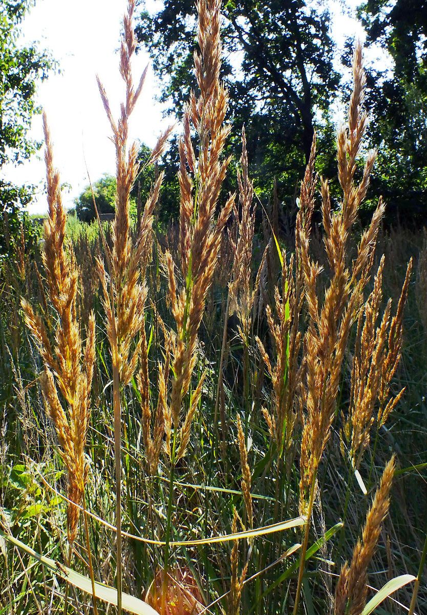 Calamagrostis epigejos flower