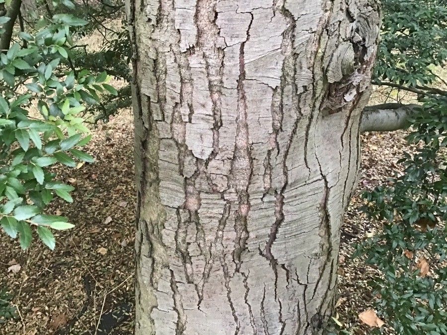 Nothofagus dombeyi bark