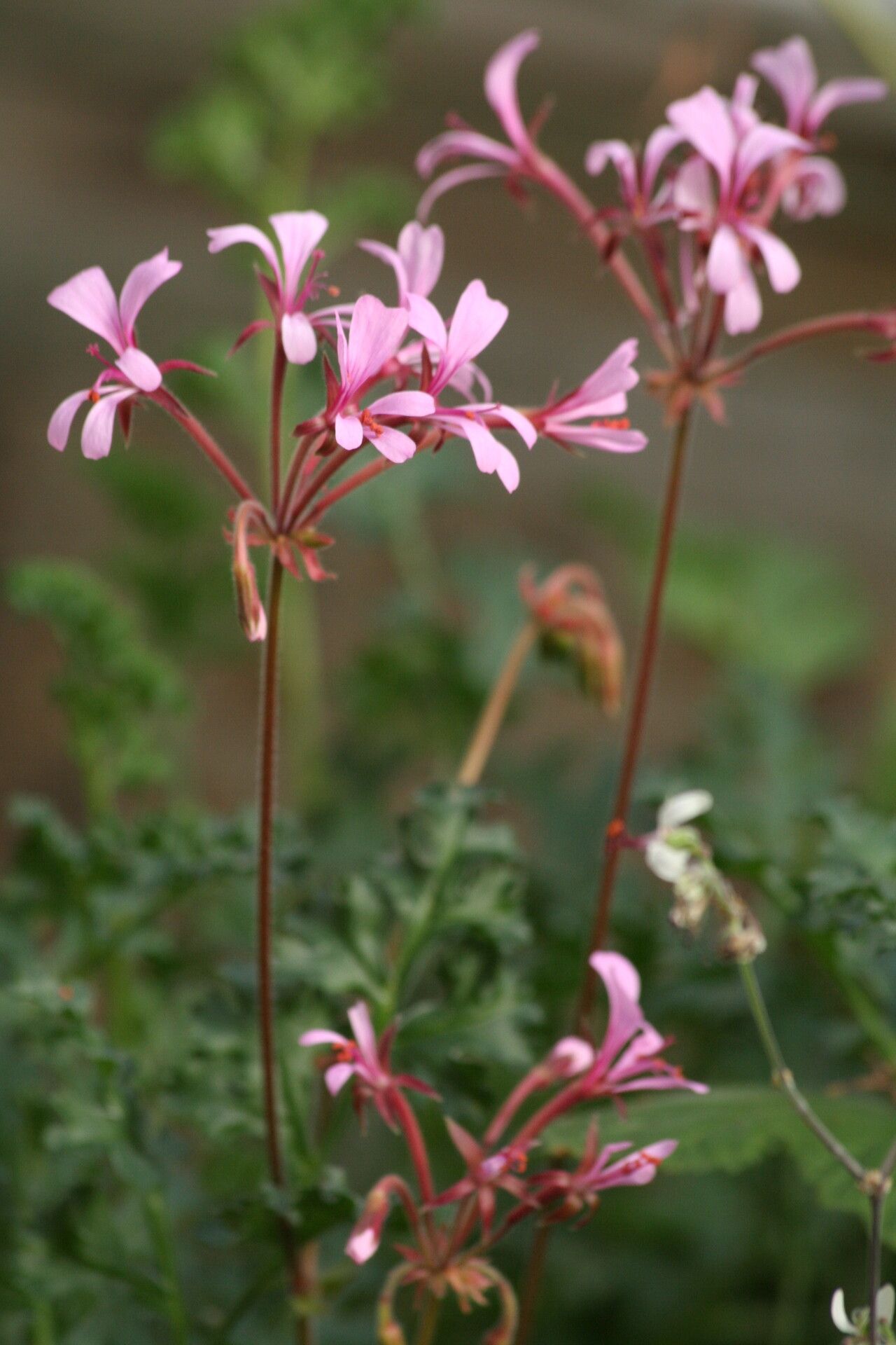 Pelargonium transvaalense flower