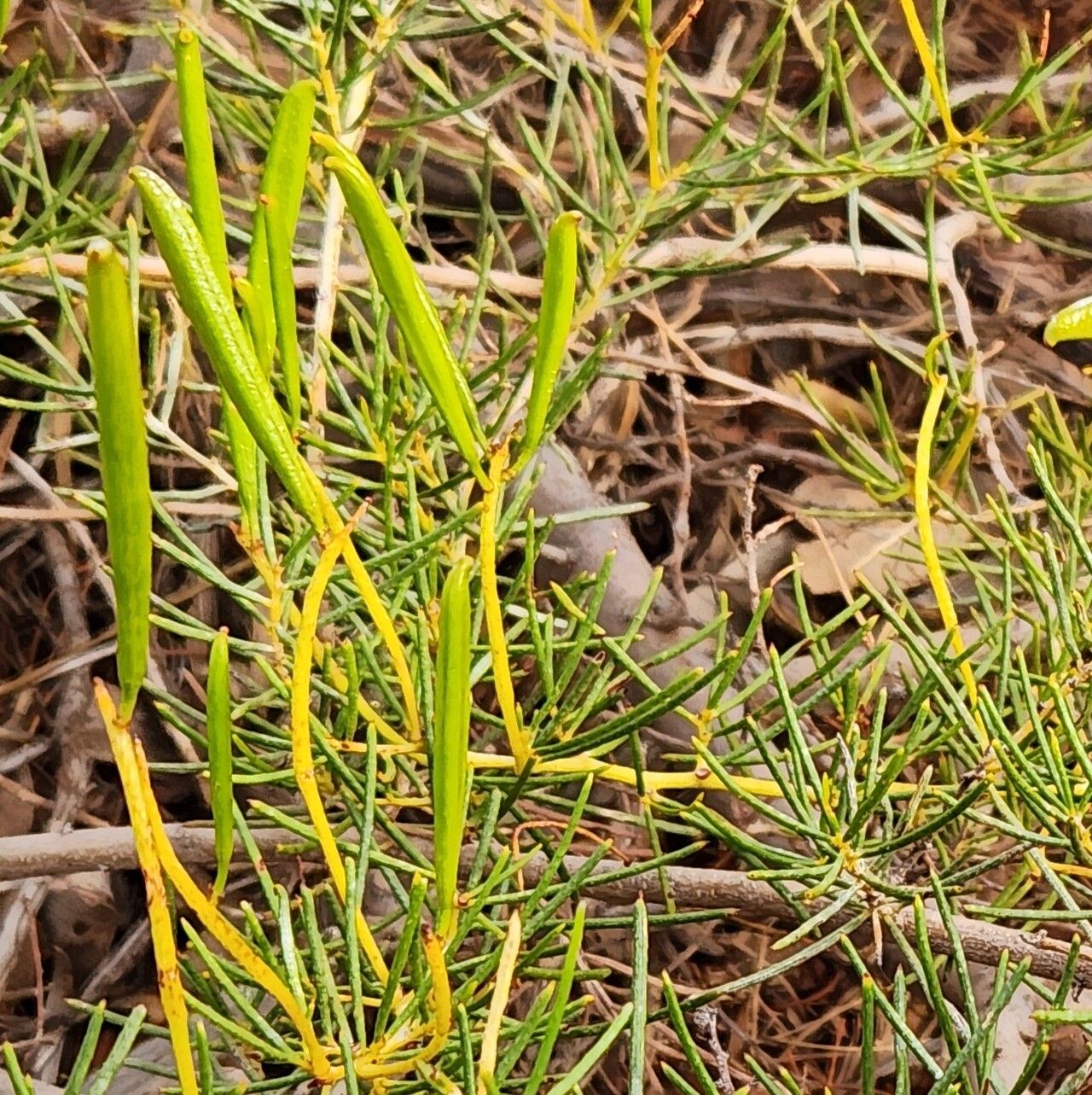 Acacia hilliana fruit