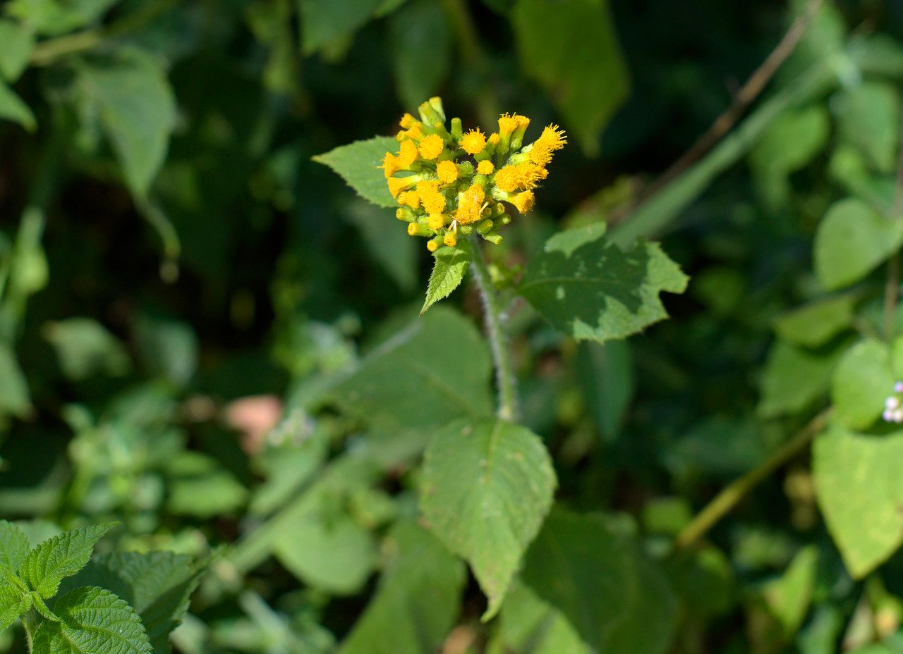 Senecio aronicoides flower