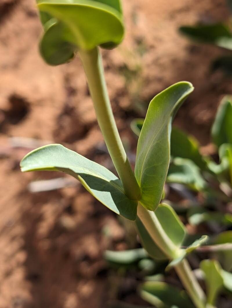 Penstemon lentus — search result for 'Penstemon'