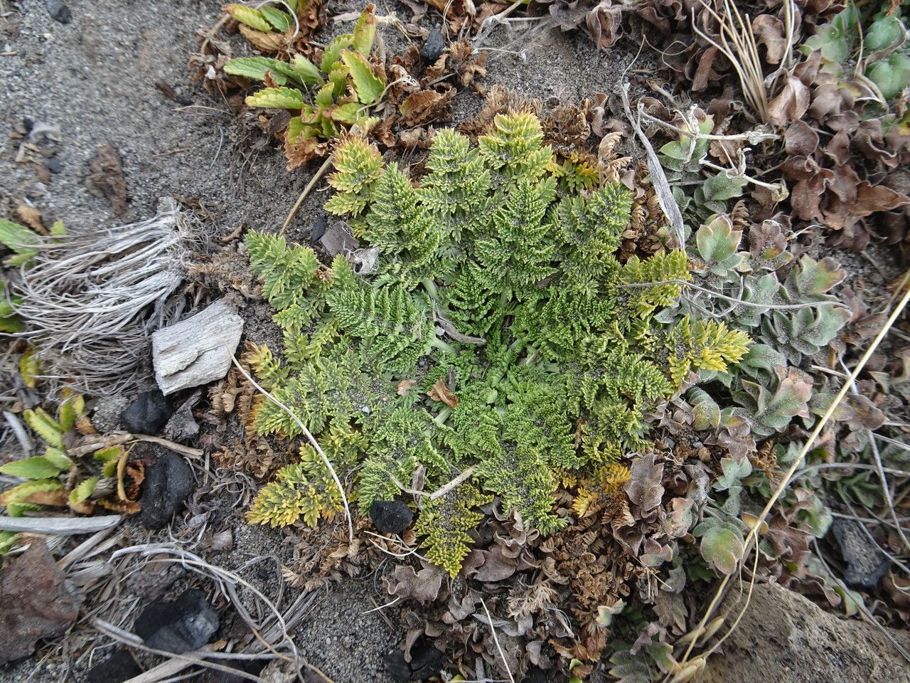 Chaerophyllum orizabae — search result for 'Chaerophyllum'