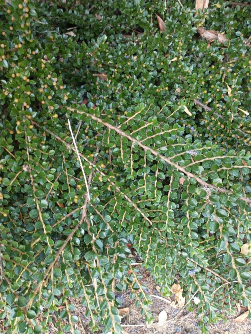 Cotoneaster nanshan leaf
