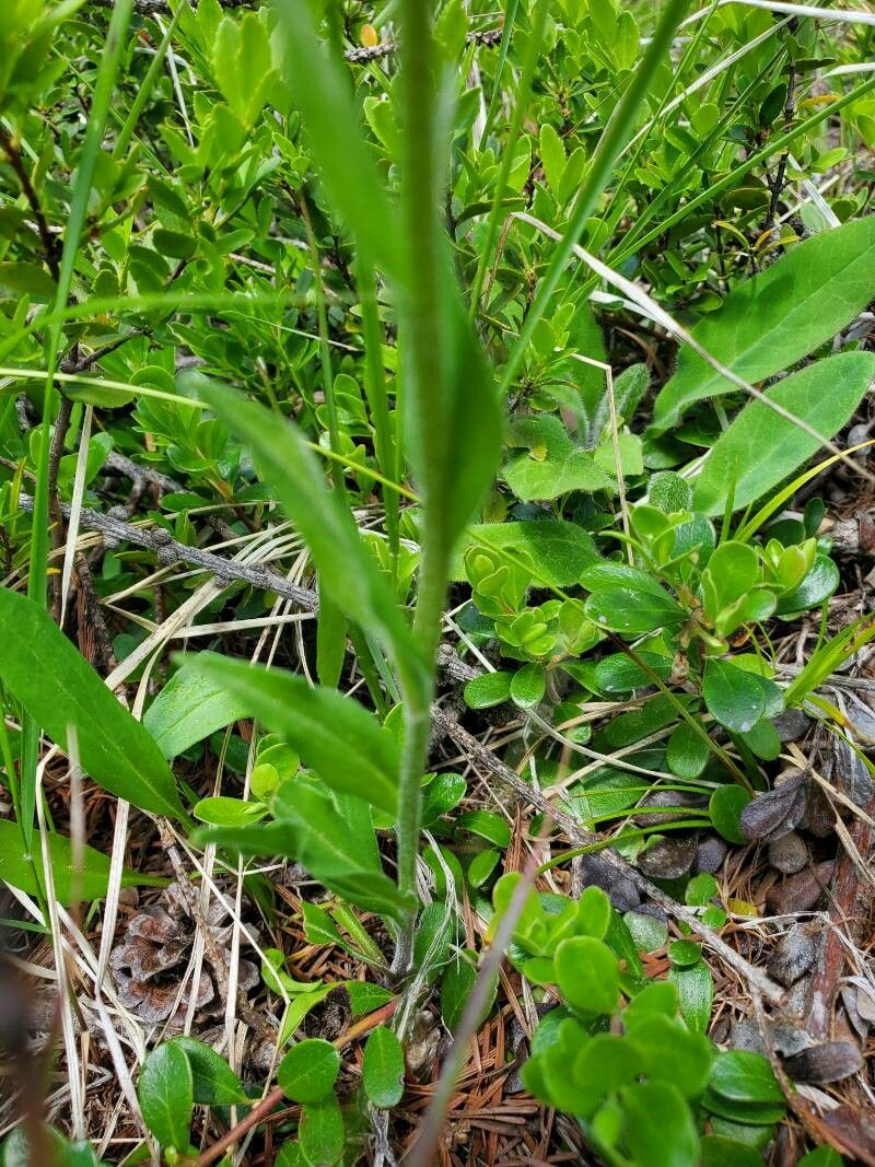 Erigeron peregrinus leaf