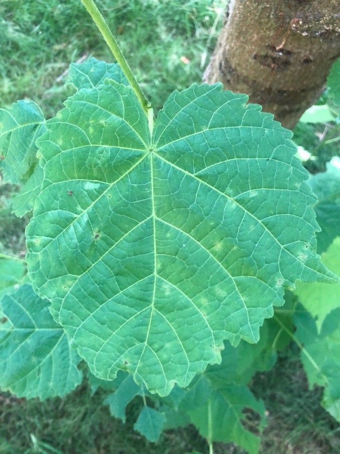 Tilia henryana — search result for 'Tilia'