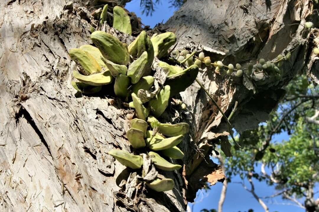 Dischidia major leaf