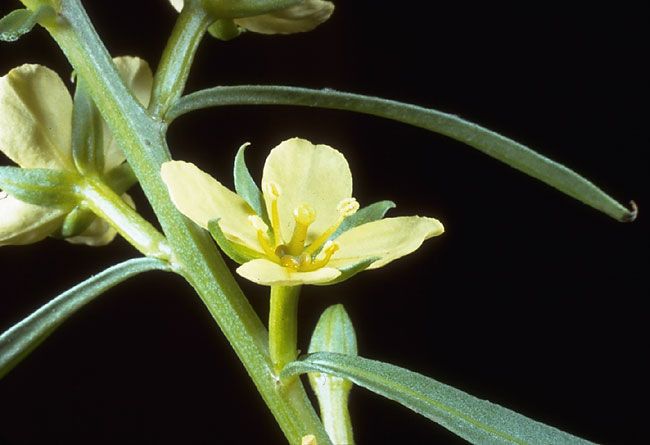 Ludwigia linifolia — search result for 'Ludwigia'