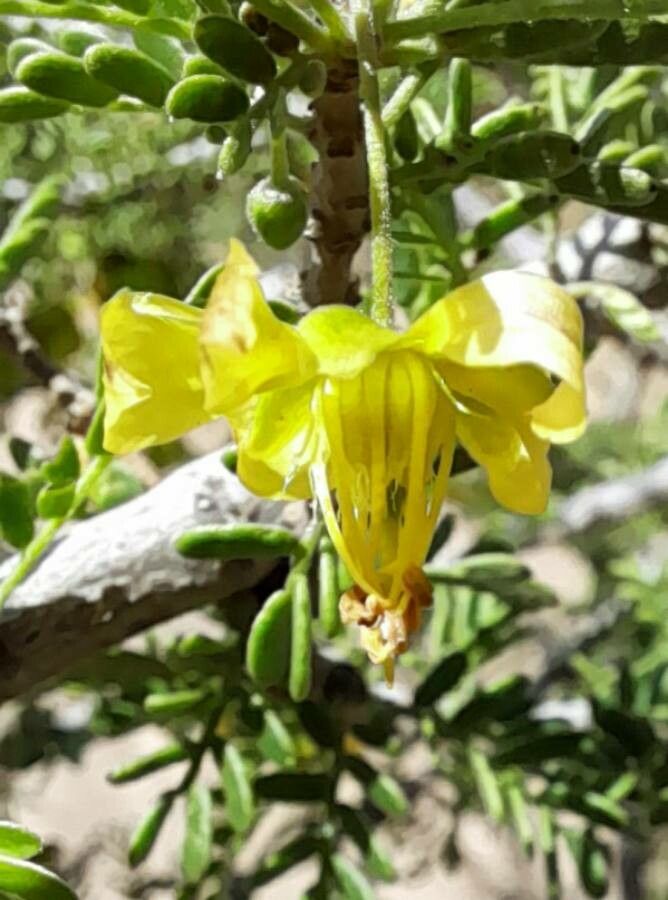 Bulnesia schickendantzii flower