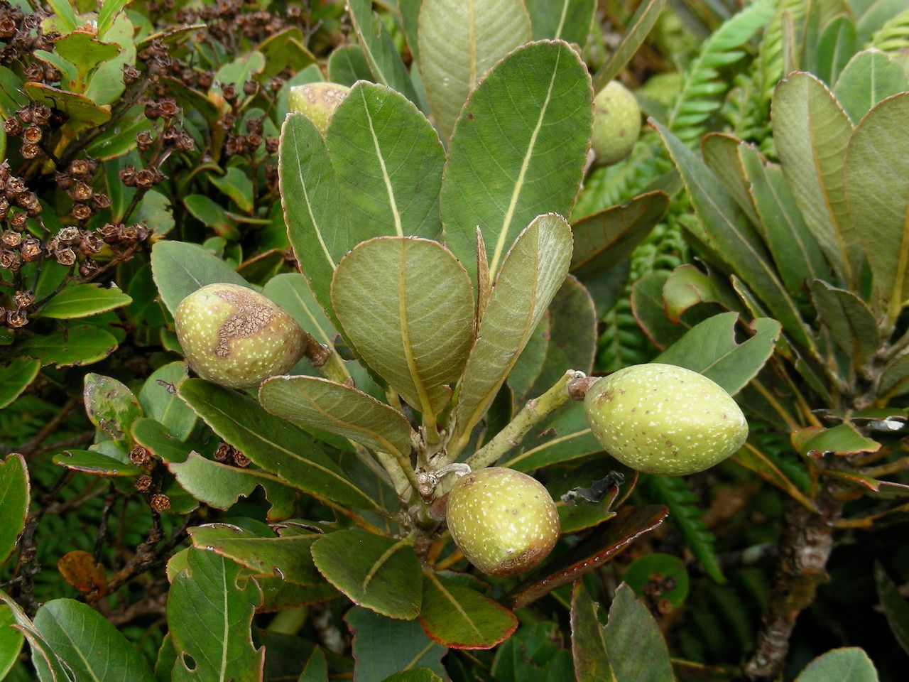 Elaeocarpus gordonii habit